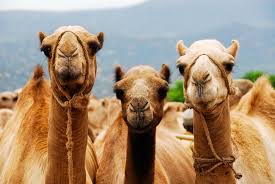 How many miles a day can a camel travel? Camel Leasing Impacting Somali Lives Agrilinks