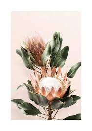 Image result for Protea