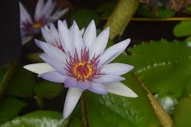 Image result for Nymphaea heudelotii
