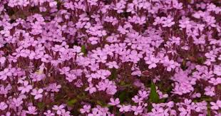 Saponaire De Montpellier Jardin De Sauveterre En 2020 Saponaire Jardins Talus