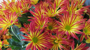 Check spelling or type a new query. Quebec Florists Say They Don T Fully Understand Why They Are Essential Ctv News
