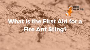 Image result for Fire Ant Sting