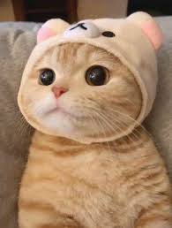 Kucing adalah binatang yang sangat lucu serta menggemaskan. Hot Daddy Anak Kucing Menggemaskan Binatang Binatang Lucu