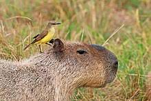 Es el mayor de los roedores vivientes, con una altura de 50 a 62 cm. Capybara Wikipedia