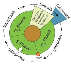 Image result for Cell Cycle