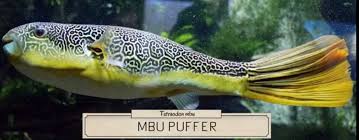 Current size is just around 1.5 or so. Congo Puffer Care Pasteurinstituteindia Com