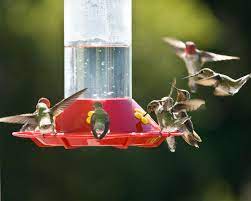 This is because nectar is a primary food source for hummingbirds. 8 Best Hummingbird Feeders Of 2020 Reviewed And Rated