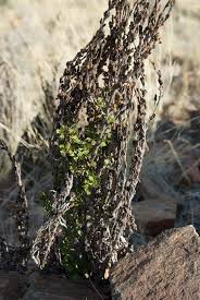 Image result for Myrothamnaceae