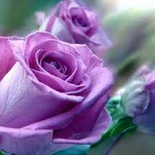 Maybe you would like to learn more about one of these? Box Lavender Roses Rose In Langford Bc Petals N Buds Metchosin Florist