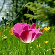 To honor the beauty of flowers, we've picked the 20 most beautiful flowers from around the world. All Flowers Download View All Wallpapers Flowers Wallpapers Try Istock For Even More Selection Paperblog