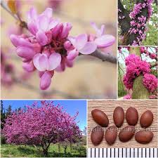 Image result for Cercis