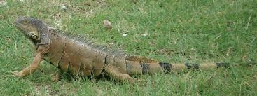 Iguana comes to school