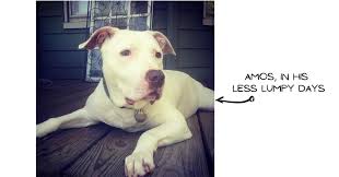 Francis, i love my pet, __________. My Dog Is Dying Whats Your Grief