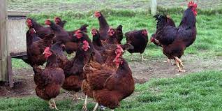 In extremely cold weather, keepers should keep an eye out for frostbite! Rhode Island Red Chickens For Sale Whatsapp 27631521991 On Engormix Ref 36302