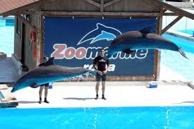 Parco divertimenti alle porte di roma, propone dimostrazioni con delfini, foche, leoni marini, pappagalli oltre a tante attrazioni acquatiche e non!!! Zoomarine Torvaianica La Feroce Protesta Degli Animalisti Cetaceans World