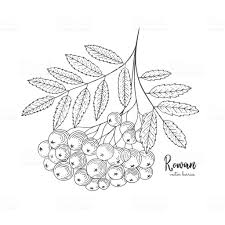 Hand Drawn Rowan Bunch Berries Vintage Botanical Engraving Illustration Can Be Used For Label Gre Engraving Illustration How To Draw Hands Free Hand Drawing
