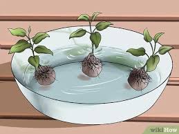 Check spelling or type a new query. 3 Ways To Grow Clematis In Pots Wikihow