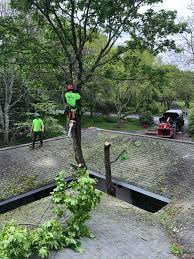 We did not find results for: Nj Pa Tree Removal Stump Grinding Organic Plant Care Llc