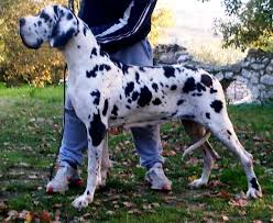 We have beautiful akc great dane puppies available to approved homes. Beefcakedanes European Great Danes