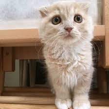 多くの飼い主さんが当てはまる 猫のストレスになる 寒さ対策 ねこのきもちweb magazine 猫 ねこ 子猫