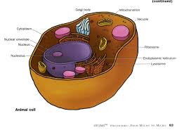 Maybe you would like to learn more about one of these? Cell Structure Cells