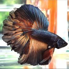 35 Different Types Of Betta Fish With Beautiful Pictures Betta Fish Tank Betta Fish Types Beautiful Fish