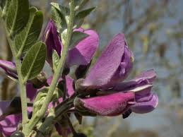 Image result for Mundulea