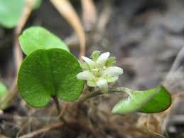 Image result for Dichondra micrantha