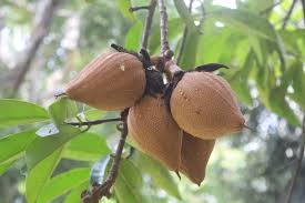 Image result for Pentadiplandraceae