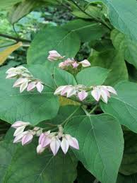 Image result for Clerodendrum melanocrater