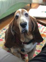 Established in 1832, the town grew slowly, having only three hundred residents in 1840. Napoleon Modern Dog Magazine