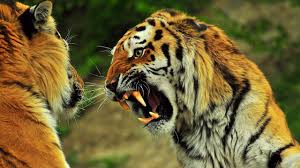 Image result for lions to roar
