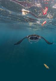 IMPACTS OF PLASTIC POLLUTION IN THE OCEANS ON MARINE SPECIES, BIODIVERSITY  AND ECOSYSTEMS