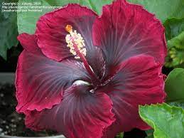 Pin By Anne Sneed On Gardening Vegetables Flowers Floral Arrangements Hibiscus Rosa Sinensis Hibiscus Plant Hibiscus