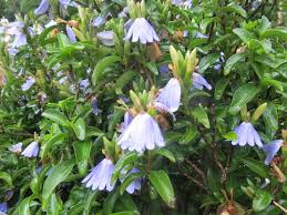 Image result for Xerophyta kirkii