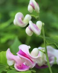 Image result for Cochliasanthus caracalla