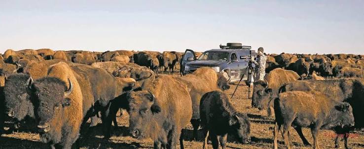 Where the buffalo roamed | Movies | santafenewmexican.com