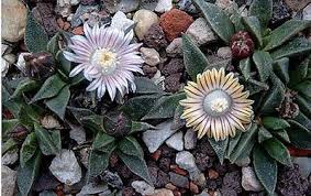 Image result for Nananthus vittatus
