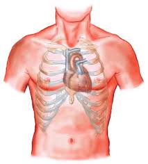 To protect the organs within the rib cage and to give structure and support to upper body and points of attachment for neck and the rib cage itself, when injured can puncture one of the more vital organs, like the lungs. Thoracic Cage