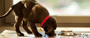 Catnip For Dogs Can Dogs Eat Catnip 2020 Guide Can Dogs Eat Dog Food Brands Human Food For Dogs