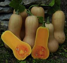 Image result for Cucurbita moschata