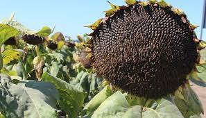 The main production facilities are located in the north of the republic, in balti city. Vor Mai Fi Sau Nu MajorÄri De PreÈuri Pentru Floarea Soarelui