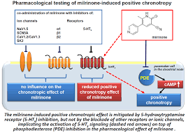 Image result for Milrinone