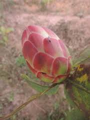 Image result for Protea madiensis