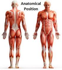 The ribs are lateral to the sternum. Anatomy Review Sutori