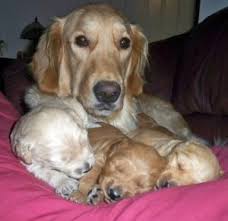 5 Best Golden Retriever Breeders In Southern California 2021 We Love Doodles