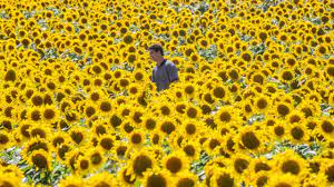 We did not find results for: Eye Catching Sunflower Maze Blooms In Mattituck Newsday