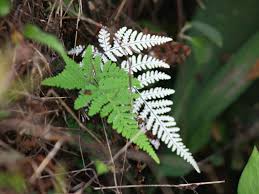 Image result for Aleuritopteris