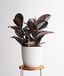 Maybe you would like to learn more about one of these? Pin On You Can Never Have Too Many Plants