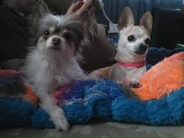 Maybe you would like to learn more about one of these? 55 Facts About Chihuahuas That You May Not Know I Love My Chi